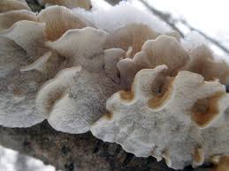 Attēlu rezultāti vaicājumam “Plicatura nivea”