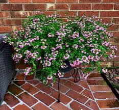 Attēlu rezultāti vaicājumam “Scopolia carniolica flower”