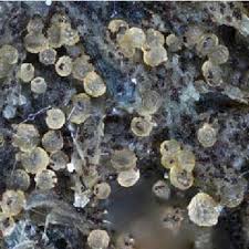 Attēlu rezultāti vaicājumam “Physarum flavicomum macro”