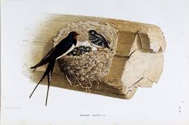 Attēlu rezultāti vaicājumam “Hirundo rustica nest”