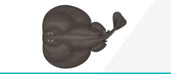 Image result for Tetronarce nobiliana