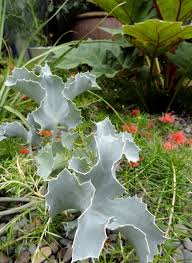 Attēlu rezultāti vaicājumam “Eryngium maritimum leaf”