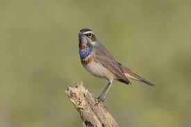 Attēlu rezultāti vaicājumam “Luscinia svecica adult”