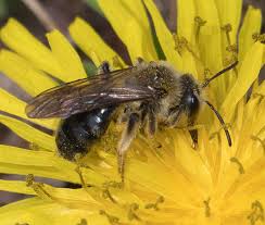 Attēlu rezultāti vaicājumam “Andrena”