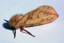 Attēlu rezultāti vaicājumam “Hepialus humuli female”