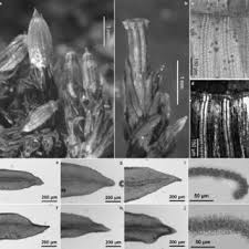 Attēlu rezultāti vaicājumam “Orthotrichum speciosum sporophyte”