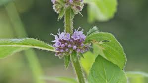 Attēlu rezultāti vaicājumam “Mentha arvensis flower”