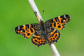 Attēlu rezultāti vaicājumam “Araschnia levana upperside”