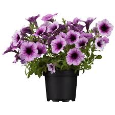 Image result for Petunie