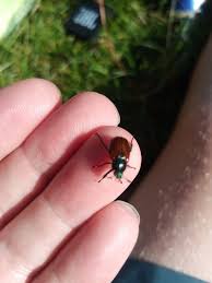 Attēlu rezultāti vaicājumam “Phyllopertha horticola imago”