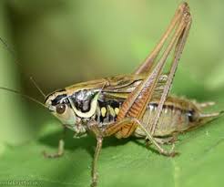 Attēlu rezultāti vaicājumam “Metrioptera roeselii”