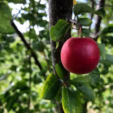 Attēlu rezultāti vaicājumam “Prunus cerasifera fruit”