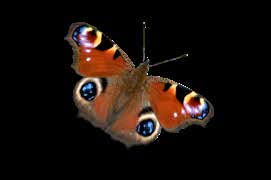 Attēlu rezultāti vaicājumam “Euphydrias aurinia upperside”