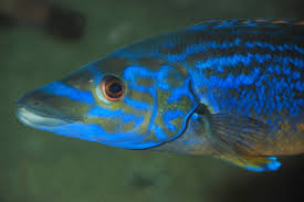 Image result for Labrus mixtus