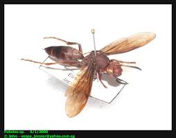 Attēlu rezultāti vaicājumam “Polistes”