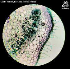 Attēlu rezultāti vaicājumam “Lycopersicon esculentum”