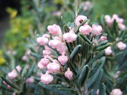 Attēlu rezultāti vaicājumam “Andromeda polifolia bud”