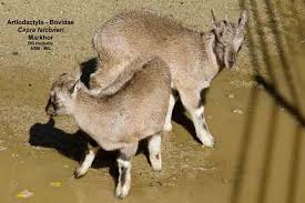 Attēlu rezultāti vaicājumam “Capra juvenile”