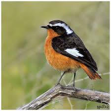 Image result for Phoenicurus moussieri