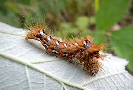 Attēlu rezultāti vaicājumam “Acronicta rumicis larva”