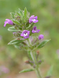 Attēlu rezultāti vaicājumam “Acinos arvensis leaf”