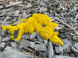 Attēlu rezultāti vaicājumam “Fuligo septica var. rosea young”