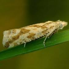 Attēlu rezultāti vaicājumam “Thiodia citrana”