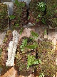 Attēlu rezultāti vaicājumam “Thamnobryum alopecurum”