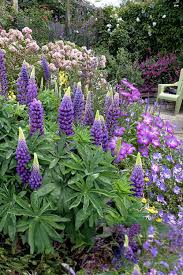 Attēlu rezultāti vaicājumam “Lupinus polyphyllus flower”