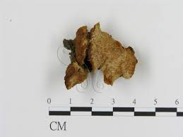 Attēlu rezultāti vaicājumam “Inonotus radiatus”