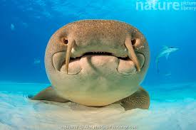 Image result for Ginglymostoma cirratum