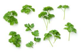 Image result for Petersilie