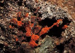 Attēlu rezultāti vaicājumam “Metatrichia vesparia”