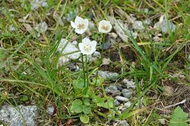 Attēlu rezultāti vaicājumam “Parnassia palustris”