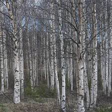Attēlu rezultāti vaicājumam “Betula papyrifera”