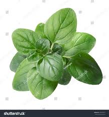 Attēlu rezultāti vaicājumam “Origanum vulgare leaf”