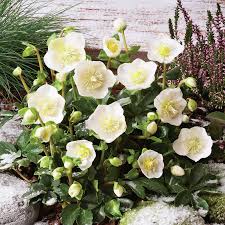 Image result for Christrose