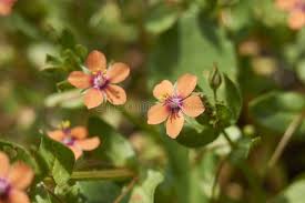 Attēlu rezultāti vaicājumam “Anagallis arvensis flower”