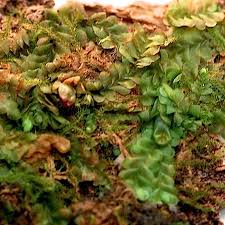 Attēlu rezultāti vaicājumam “Jungermannia leiantha”