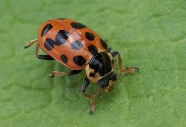 Attēlu rezultāti vaicājumam “Hippodamia tredecimpunctata”