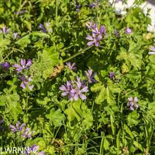 Image result for Malva sylvestris