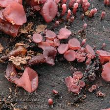 Attēlu rezultāti vaicājumam “Ascocoryne sarcoides”