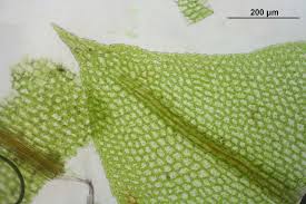 Attēlu rezultāti vaicājumam “Tortula truncata”