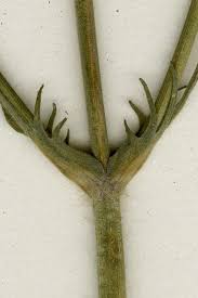 Attēlu rezultāti vaicājumam “Knautia arvensis leaf”