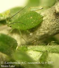 Attēlu rezultāti vaicājumam “Uroleucon cirsii”