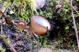 Attēlu rezultāti vaicājumam “Humaria hemisphaerica”