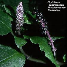 Attēlu rezultāti vaicājumam “Phytolaccaceae”