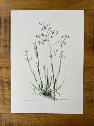 Attēlu rezultāti vaicājumam “Briza media flower”