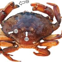 Image result for Cancer irroratus