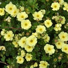 Attēlu rezultāti vaicājumam “Potentilla”